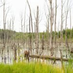 12 Interesting Facts About Wetlands